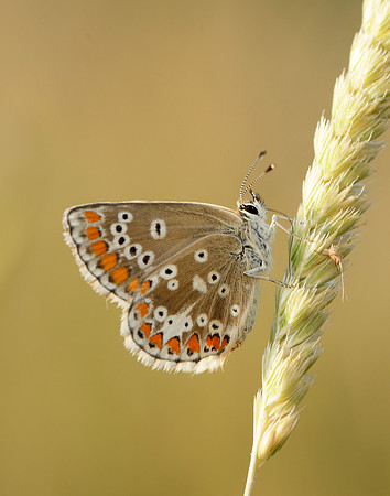 Northern Brown Argus Aricia artaxerxes salmacis