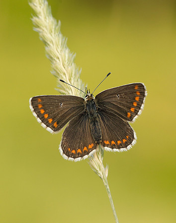 Northern Brown Argus Aricia artaxerxes salmacis