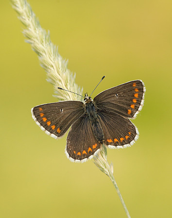 Northern Brown Argus Aricia artaxerxes salmacis