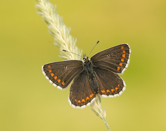 Northern Brown Argus Aricia artaxerxes salmacis