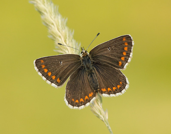 Northern Brown Argus Aricia artaxerxes salmacis