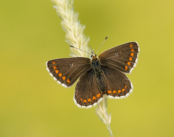 Northern Brown Argus Aricia artaxerxes salmacis