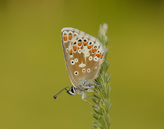 Northern Brown Argus Aricia artaxerxes salmacis