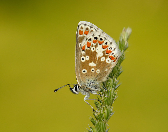 Northern Brown Argus Aricia artaxerxes salmacis