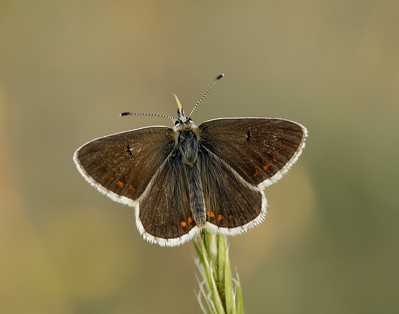 Northern Brown Argus Aricia artaxerxes salmacis