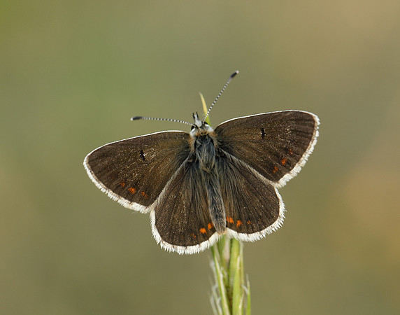 Northern Brown Argus Aricia artaxerxes salmacis