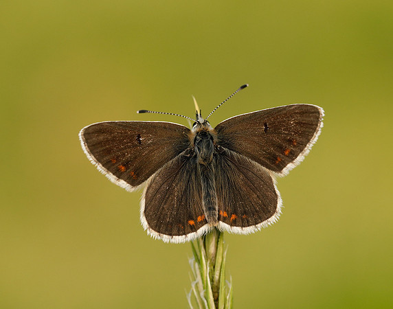 Northern Brown Argus Aricia artaxerxes salmacis