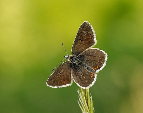 Northern Brown Argus Aricia artaxerxes salmacis
