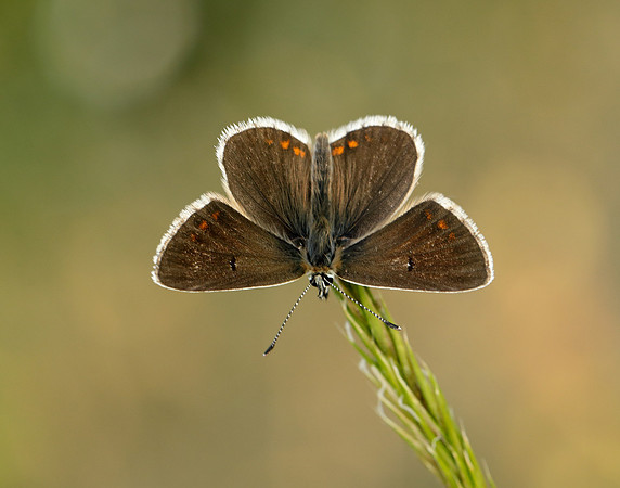 Northern Brown Argus Aricia artaxerxes salmacis