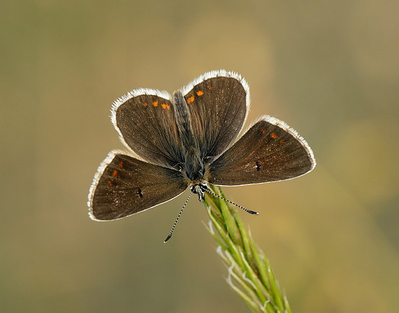 Northern Brown Argus Aricia artaxerxes salmacis
