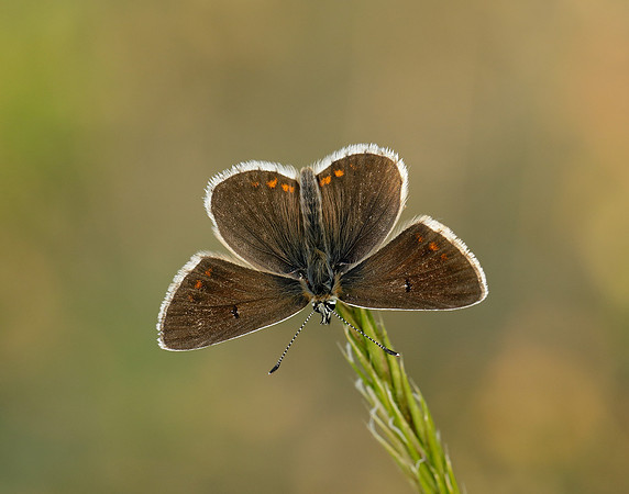 Northern Brown Argus Aricia artaxerxes salmacis