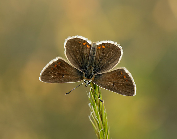 Northern Brown Argus Aricia artaxerxes salmacis