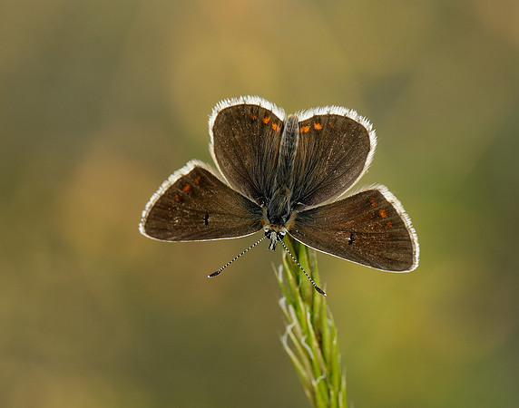 Northern Brown Argus Aricia artaxerxes salmacis
