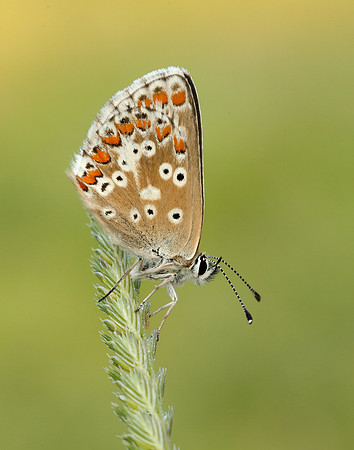 Northern Brown Argus Aricia artaxerxes salmacis