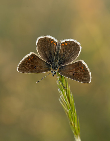 Northern Brown Argus Aricia artaxerxes salmacis