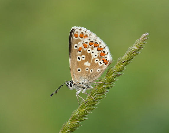Northern Brown Argus Aricia artaxerxes salmacis