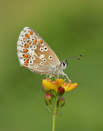 Northern Brown Argus Aricia artaxerxes salmacis