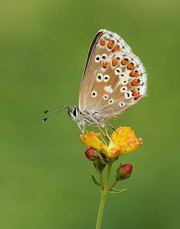 Northern Brown Argus Aricia artaxerxes salmacis