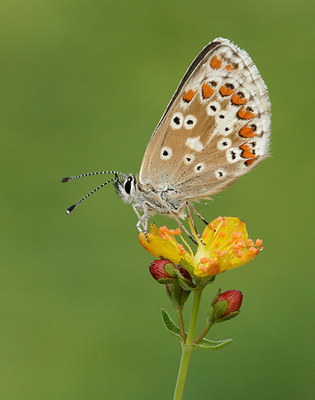 Northern Brown Argus Aricia artaxerxes salmacis