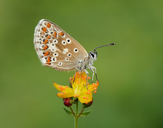 Northern Brown Argus Aricia artaxerxes salmacis