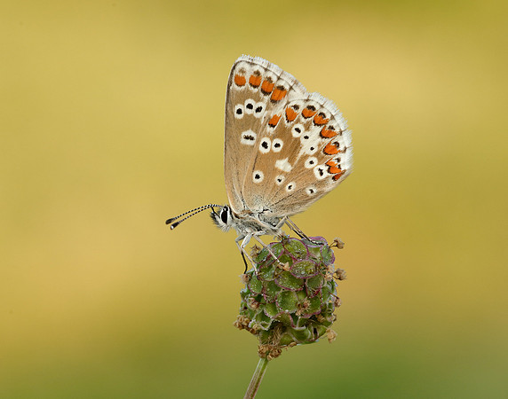 Northern Brown Argus Aricia artaxerxes salmacis