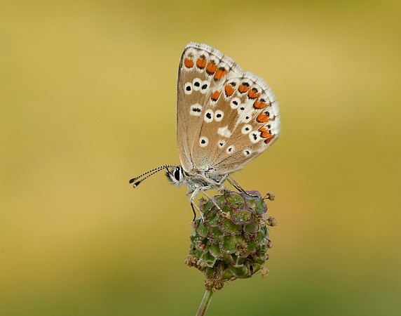 Northern Brown Argus Aricia artaxerxes salmacis