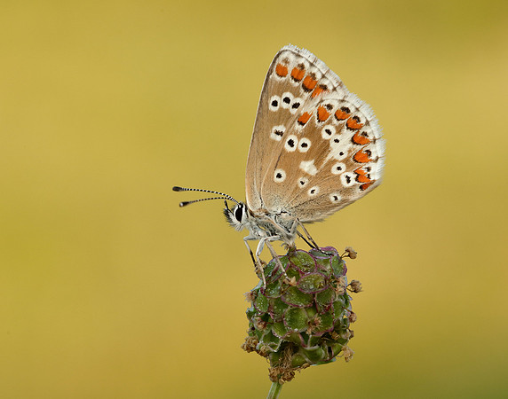 Northern Brown Argus Aricia artaxerxes salmacis