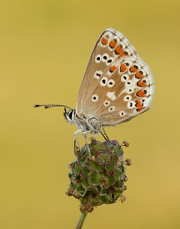 Northern Brown Argus Aricia artaxerxes salmacis