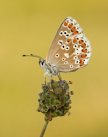 Northern Brown Argus Aricia artaxerxes salmacis