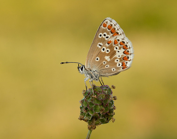 Northern Brown Argus Aricia artaxerxes salmacis