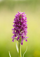 Heath Spotted Orchid Dactylorhiza maculata