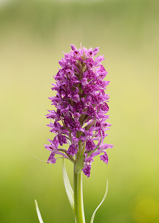Heath Spotted Orchid Dactylorhiza maculata