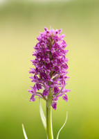 Heath Spotted Orchid Dactylorhiza maculata