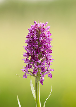 Heath Spotted Orchid Dactylorhiza maculata