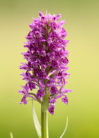 Heath Spotted Orchid Dactylorhiza maculata