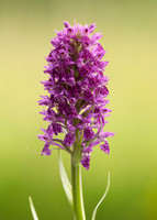 Heath Spotted Orchid Dactylorhiza maculata