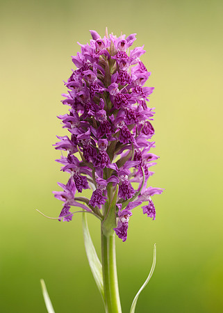 Heath Spotted Orchid Dactylorhiza maculata