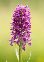 Heath Spotted Orchid Dactylorhiza maculata