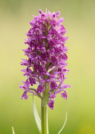 Heath Spotted Orchid Dactylorhiza maculata