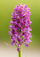 Heath Spotted Orchid Dactylorhiza maculata