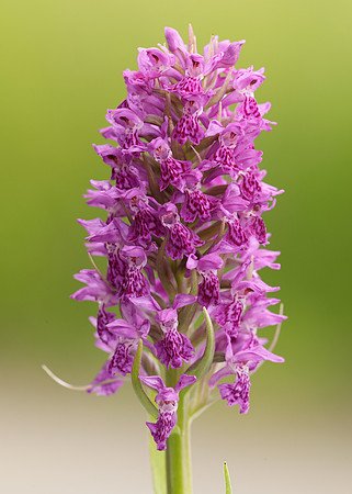 Heath Spotted Orchid Dactylorhiza maculata