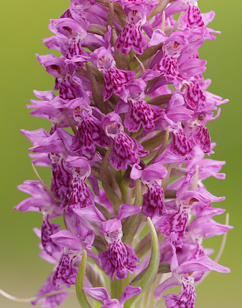 Heath Spotted Orchid Dactylorhiza maculata