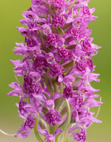 Heath Spotted Orchid Dactylorhiza maculata
