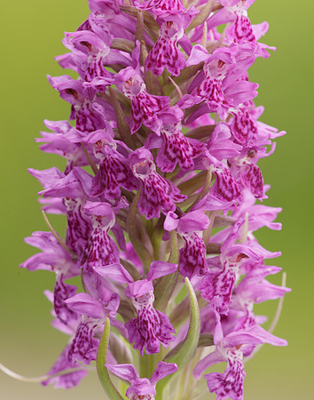 Heath Spotted Orchid Dactylorhiza maculata