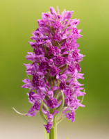 Heath Spotted Orchid Dactylorhiza maculata