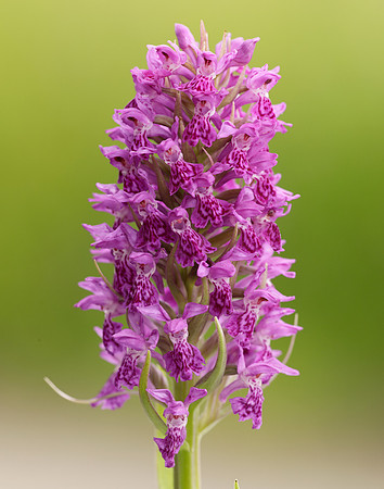 Heath Spotted Orchid Dactylorhiza maculata