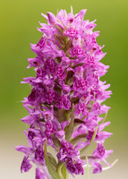 Heath Spotted Orchid Dactylorhiza maculata