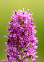 Heath Spotted Orchid Dactylorhiza maculata
