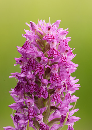 Heath Spotted Orchid Dactylorhiza maculata