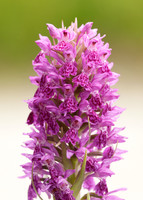 Heath Spotted Orchid Dactylorhiza maculata